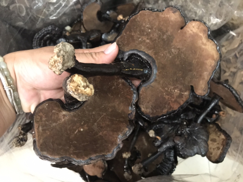 黑灵芝长脚灵芝不苦黑灵芝新货支持一件代发