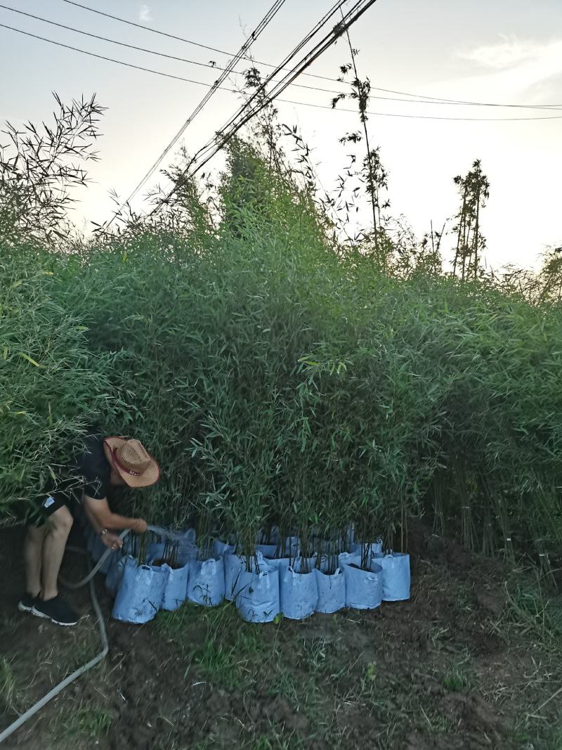 青竹袋装苗，各种规格，大量供货有需要的老板电话联系