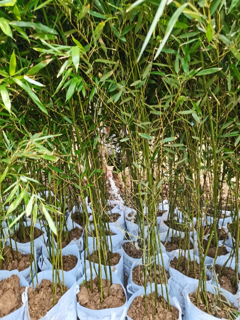 青竹袋装苗，各种规格，大量供货有需要的老板电话联系