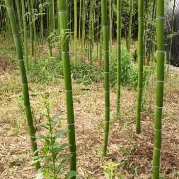 毛竹苗，各种规格，大量供货有需要的老板电话联系