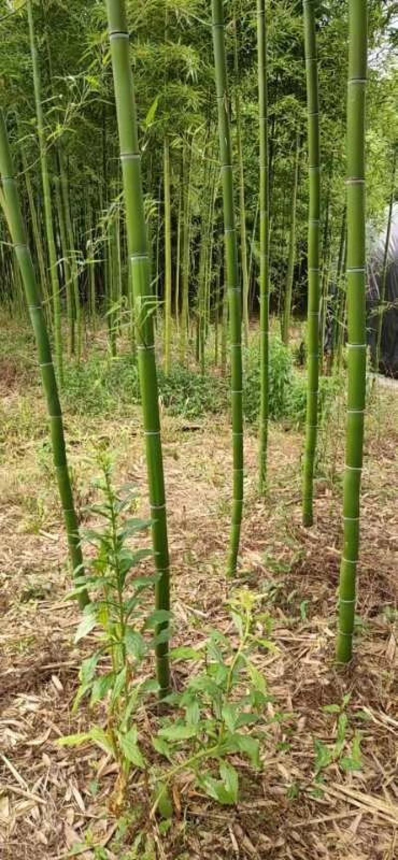 毛竹苗，各种规格，大量供货有需要的老板电话联系