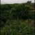 福建热带水果白心番石榴（芭乐）全部都是山上