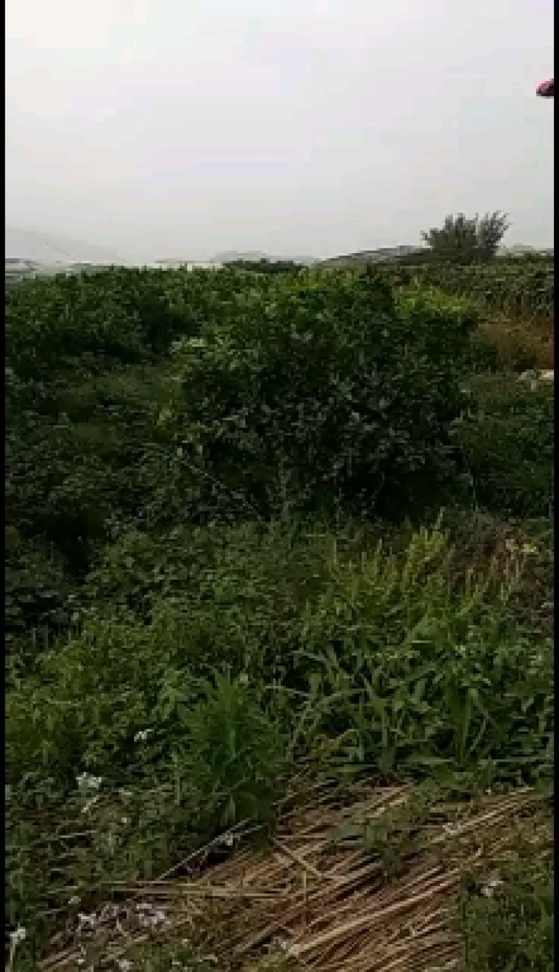 福建热带水果白心番石榴（芭乐）全部都是山上