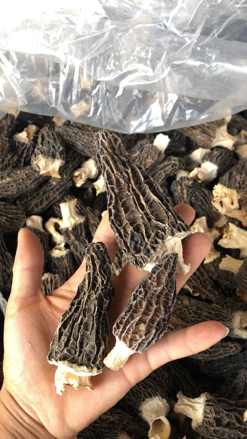 羊肚菌人工养殖羊肚菌羊肚菌全剪柄