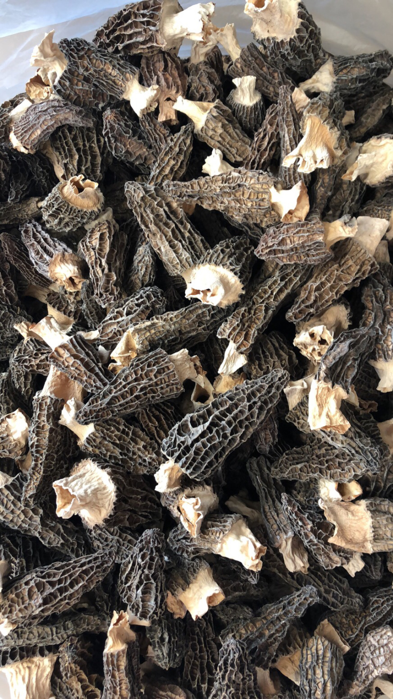 羊肚菌人工养殖羊肚菌羊肚菌全剪柄