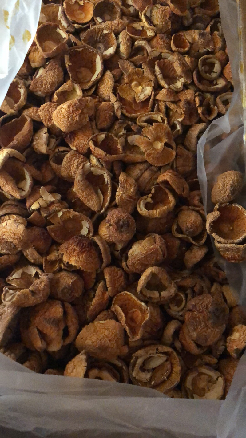 姬菇姬松茸姬松茸菌干品