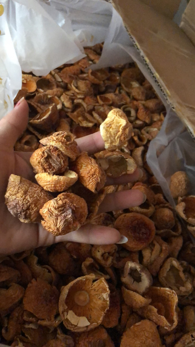 姬菇姬松茸姬松茸菌干品