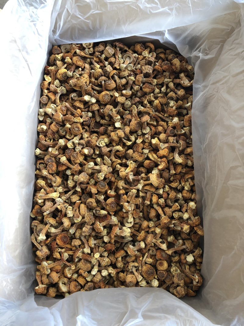 姬菇姬松茸姬松茸菌干品