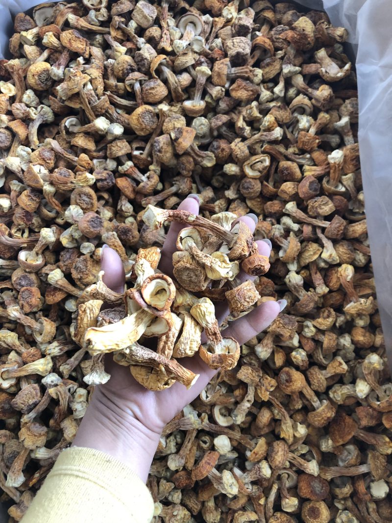 姬菇姬松茸姬松茸菌干品