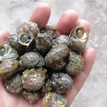 广西连螺，圆螺，大量供应，货源充足，欢迎批发