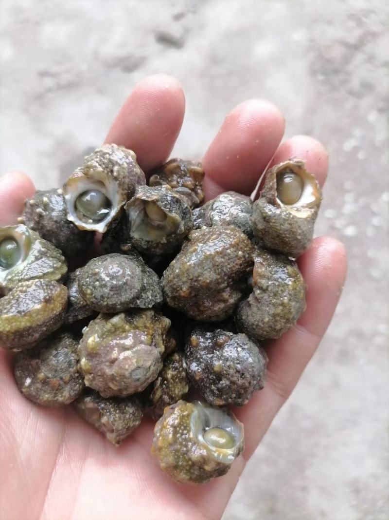 广西连螺，圆螺，大量供应，货源充足，欢迎批发