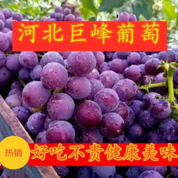 【河北】巨峰葡萄，大量上市，产地直供欢迎咨询
