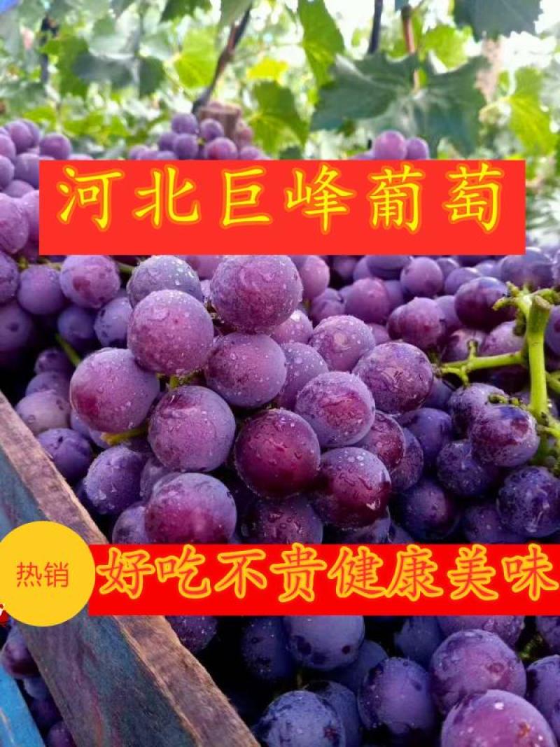【河北】巨峰葡萄，大量上市，产地直供欢迎咨询