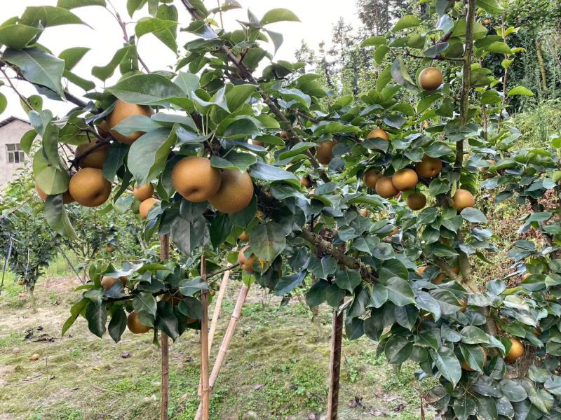 活水金秋梨大量上市，口感同脆冠一样