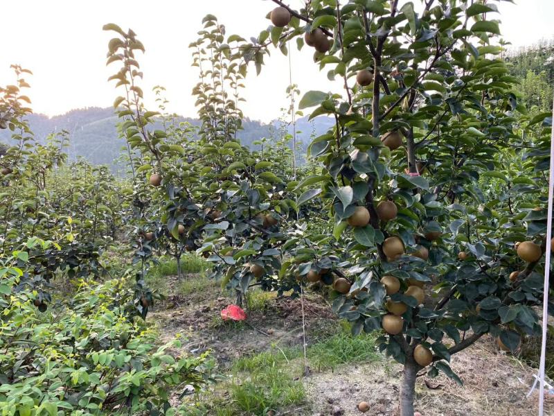 活水金秋梨大量上市，口感同脆冠一样