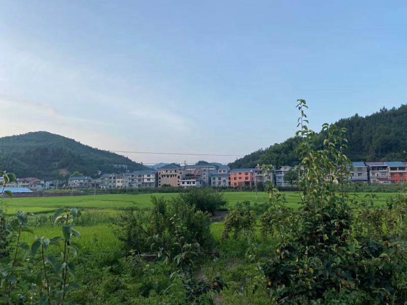 活水金秋梨大量上市，口感同脆冠一样