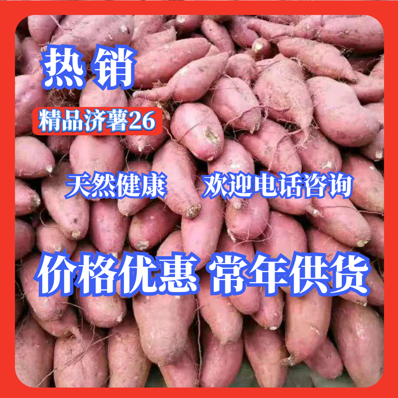 产地直发每天30万斤精品济薯26红皮黄心