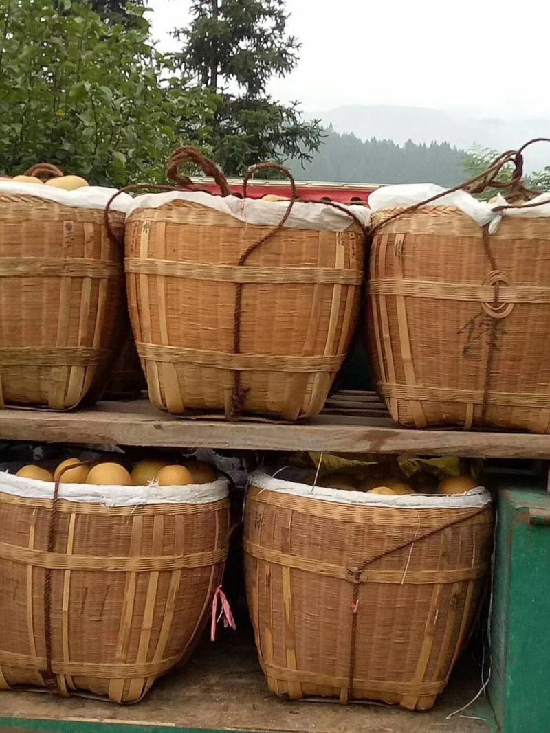 金秋梨500~550g纸箱