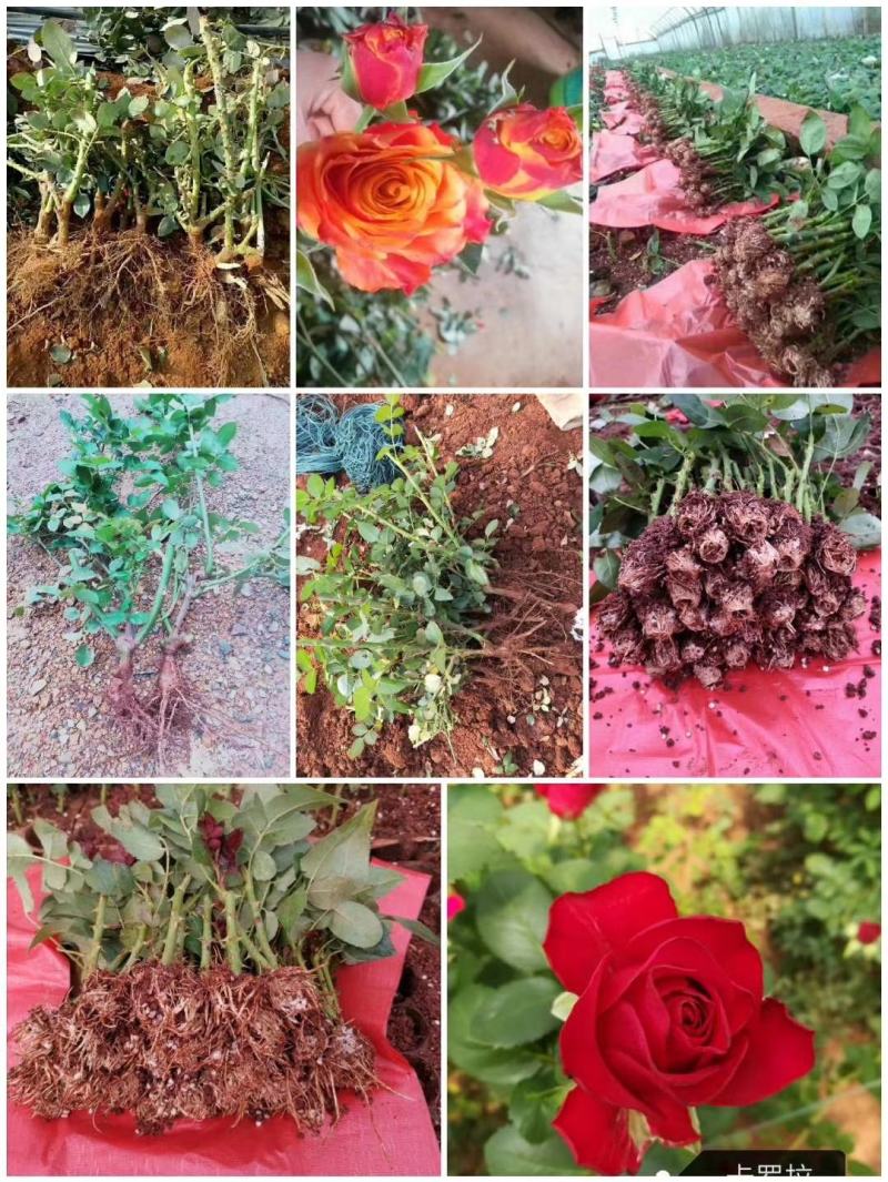 杂色大花月季苗，长年基地直销，以质量为本