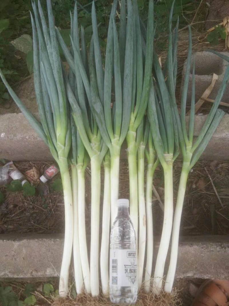 刚葱，叶片绿，无烂叶