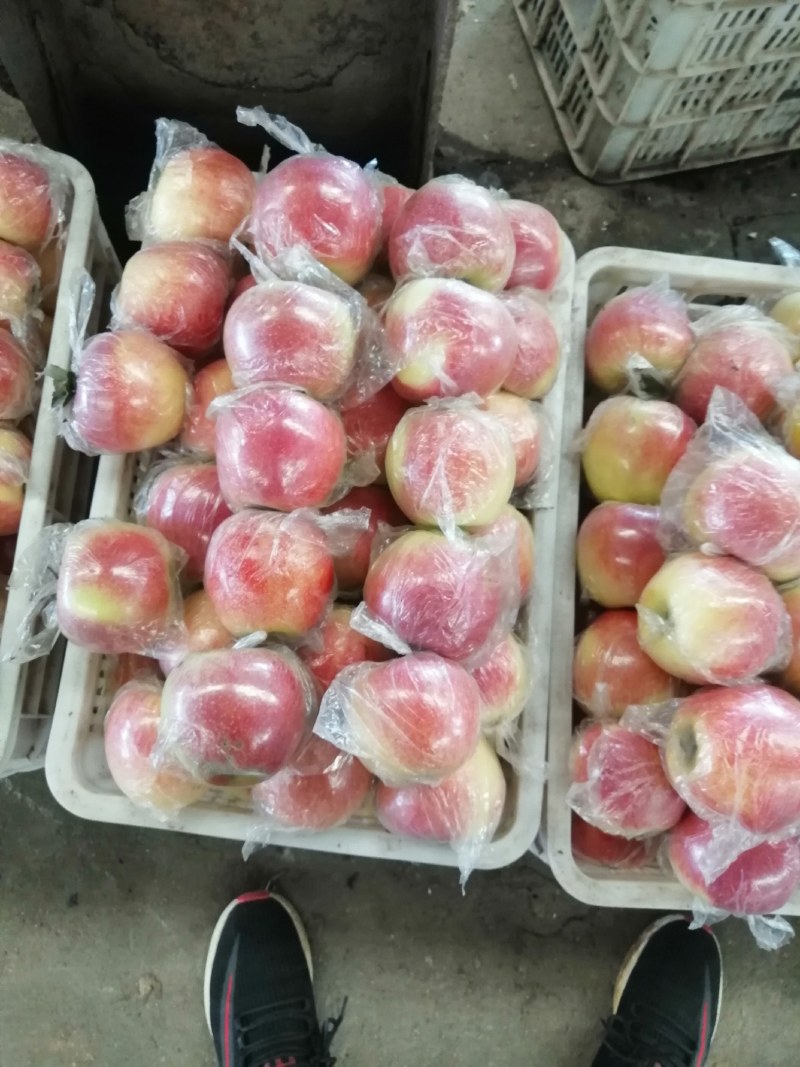 甜口，果型美观美八大苹果