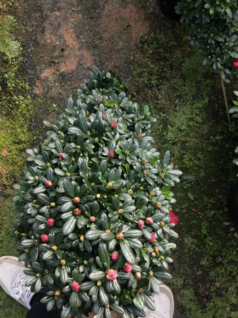 杜鹃花盆景，盆栽，各种颜色规格都有，龙岩永福基地直销！
