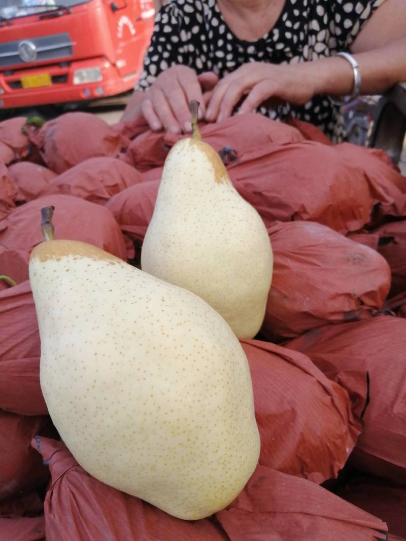 ，贵妃梨，梨白，肉细，口感好吃，好运输，产地直销，每天供