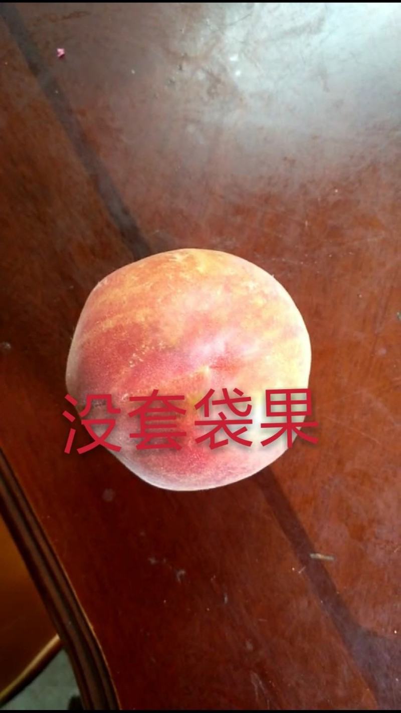 桃树苗，5月份到11月份成熟各个品种。自己育苗，价格优惠