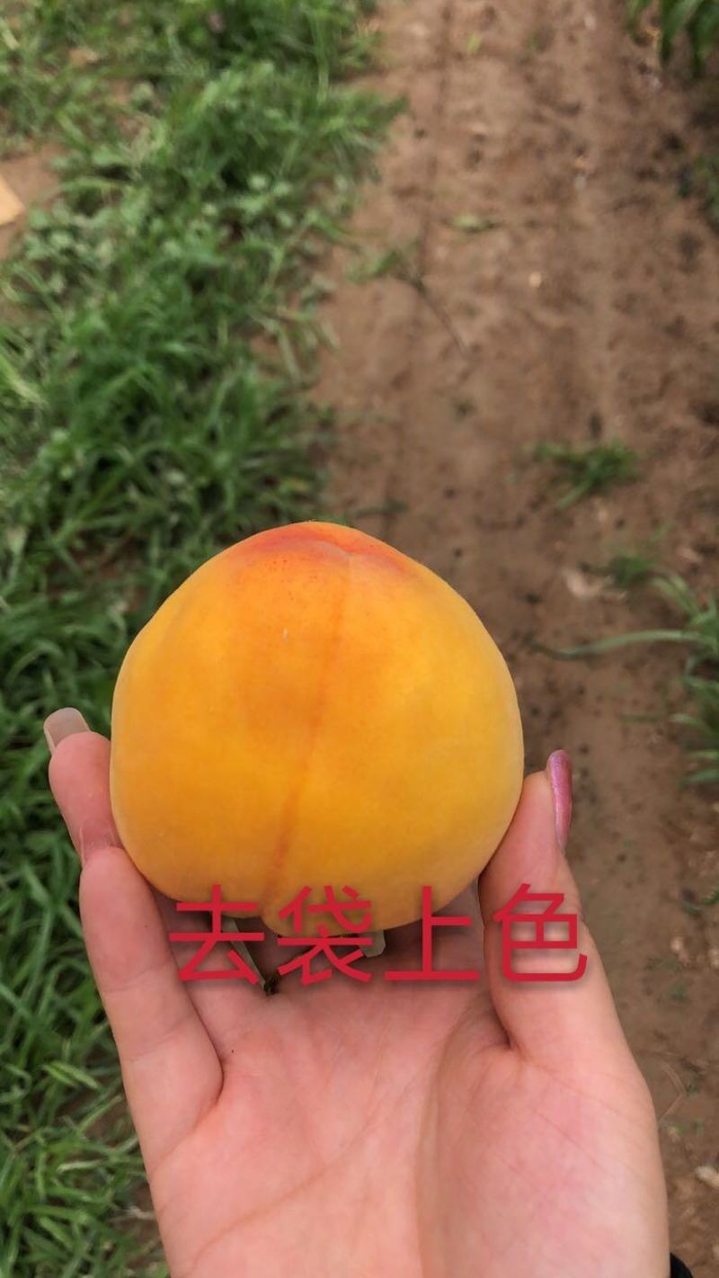 桃树苗，5月份到11月份成熟各个品种。自己育苗，价格优惠