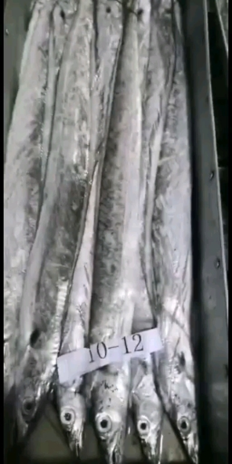 舟山带鱼厂家直销，可以视频直接看货，大小规格齐全，