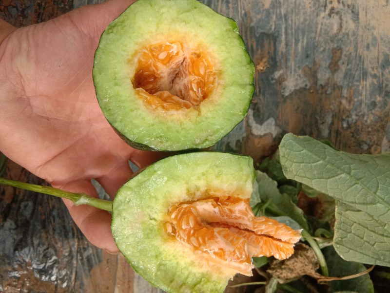 山东甜瓜基地，博洋9头茬甜瓜大量上市，欢迎订购