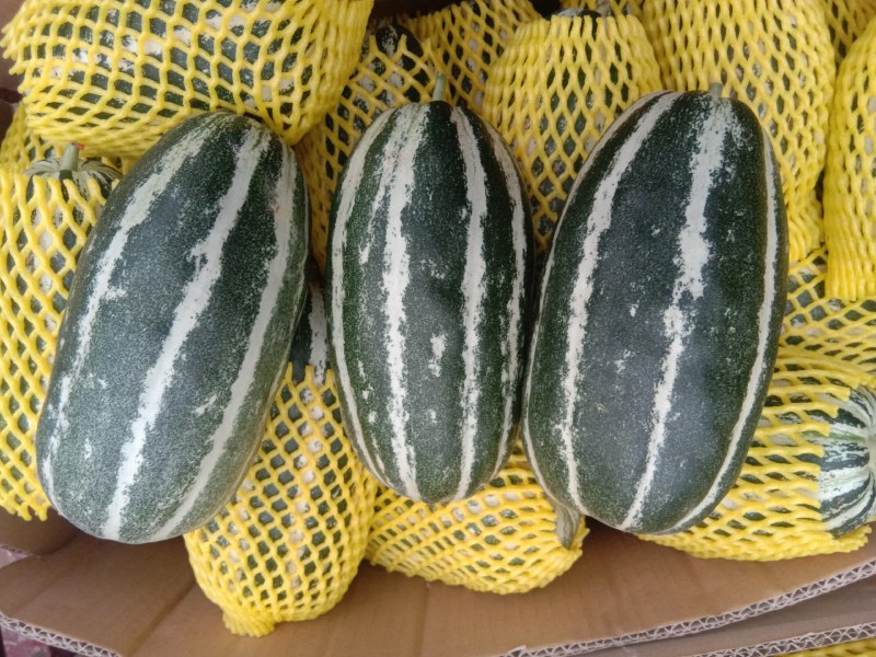 山东甜瓜基地，博洋9头茬甜瓜大量上市，欢迎订购