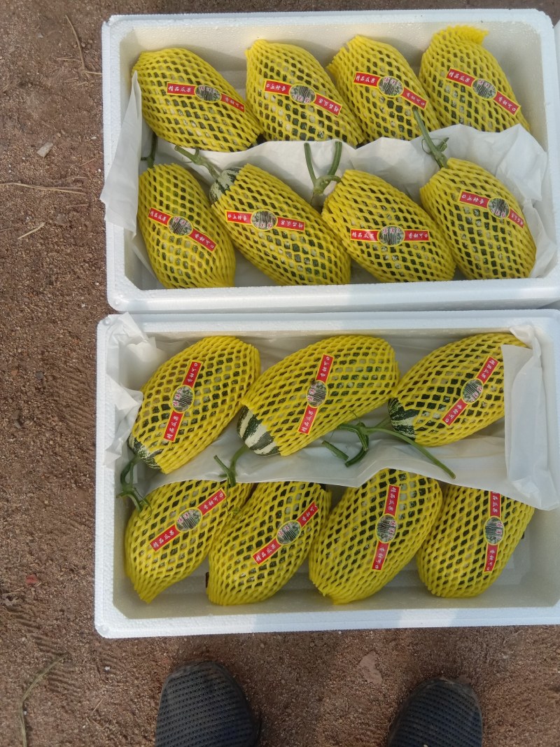 山东甜瓜基地，博洋9头茬甜瓜大量上市，欢迎订购