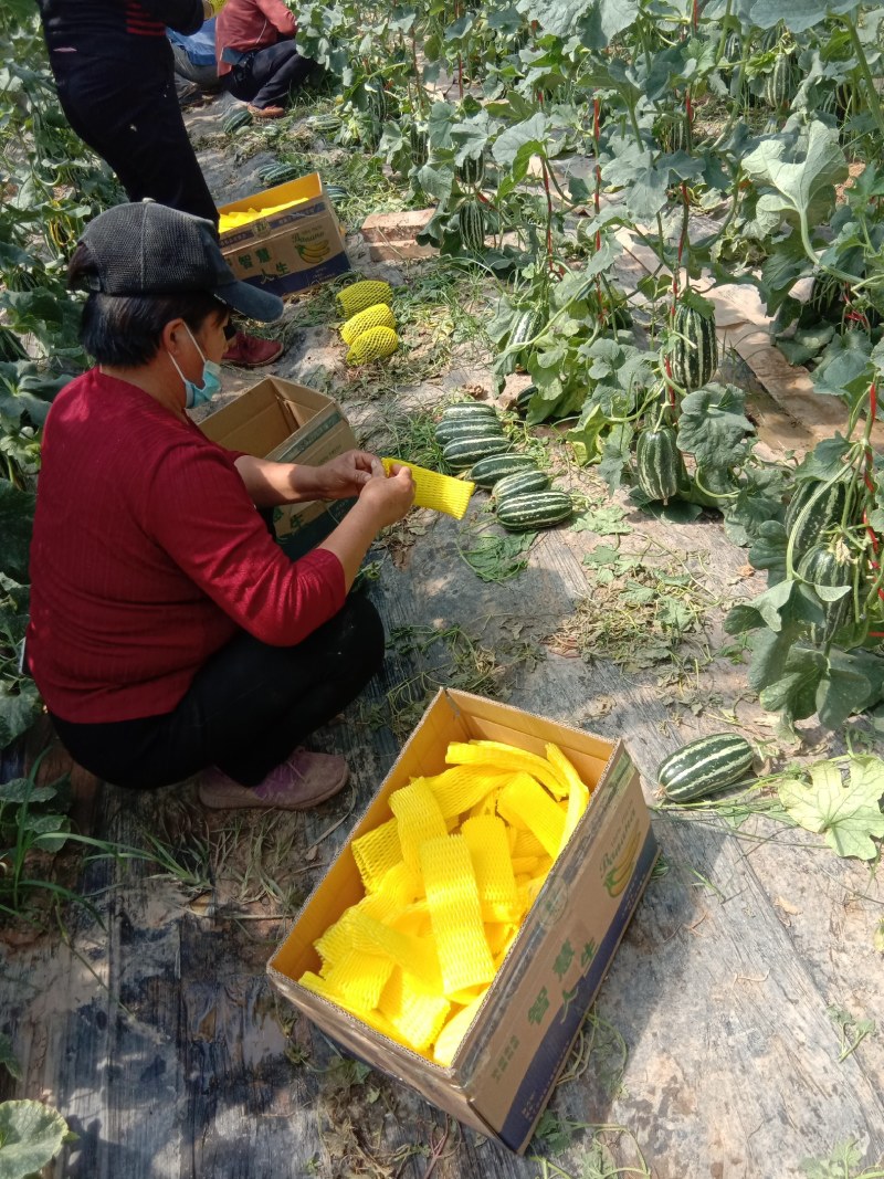 山东甜瓜基地，博洋9头茬甜瓜大量上市，欢迎订购