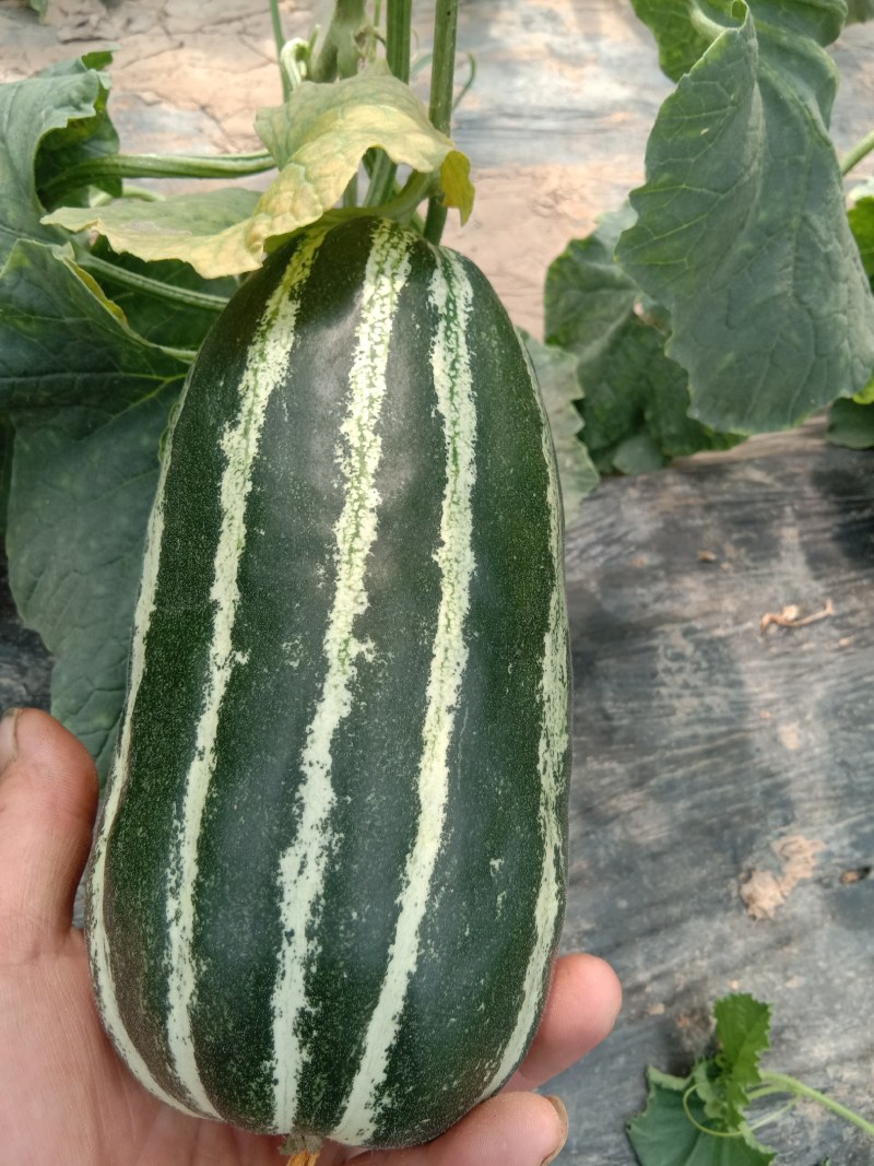 山东甜瓜基地，博洋9头茬甜瓜大量上市，欢迎订购