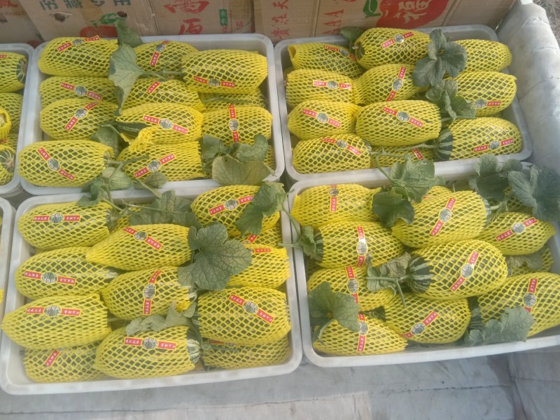 山东甜瓜基地，博洋9头茬甜瓜大量上市，欢迎订购