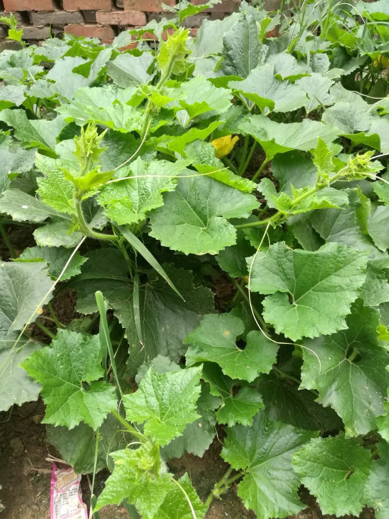 龙须菜精装，无果金瓜苗，原产地采收，加工，一袋够一份菜。