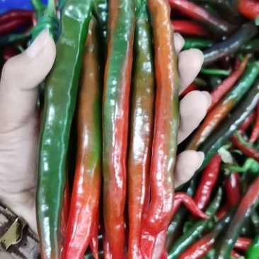 认真干农业，精品，二金条，大量上市，每天可以走10到20