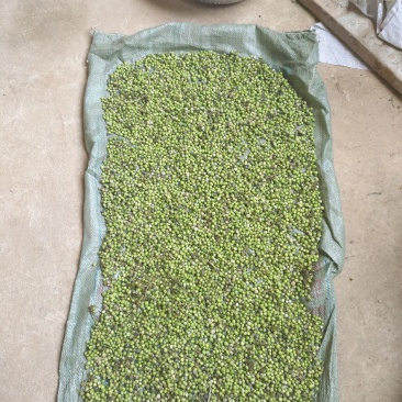 产地供应优质高产天冬种子