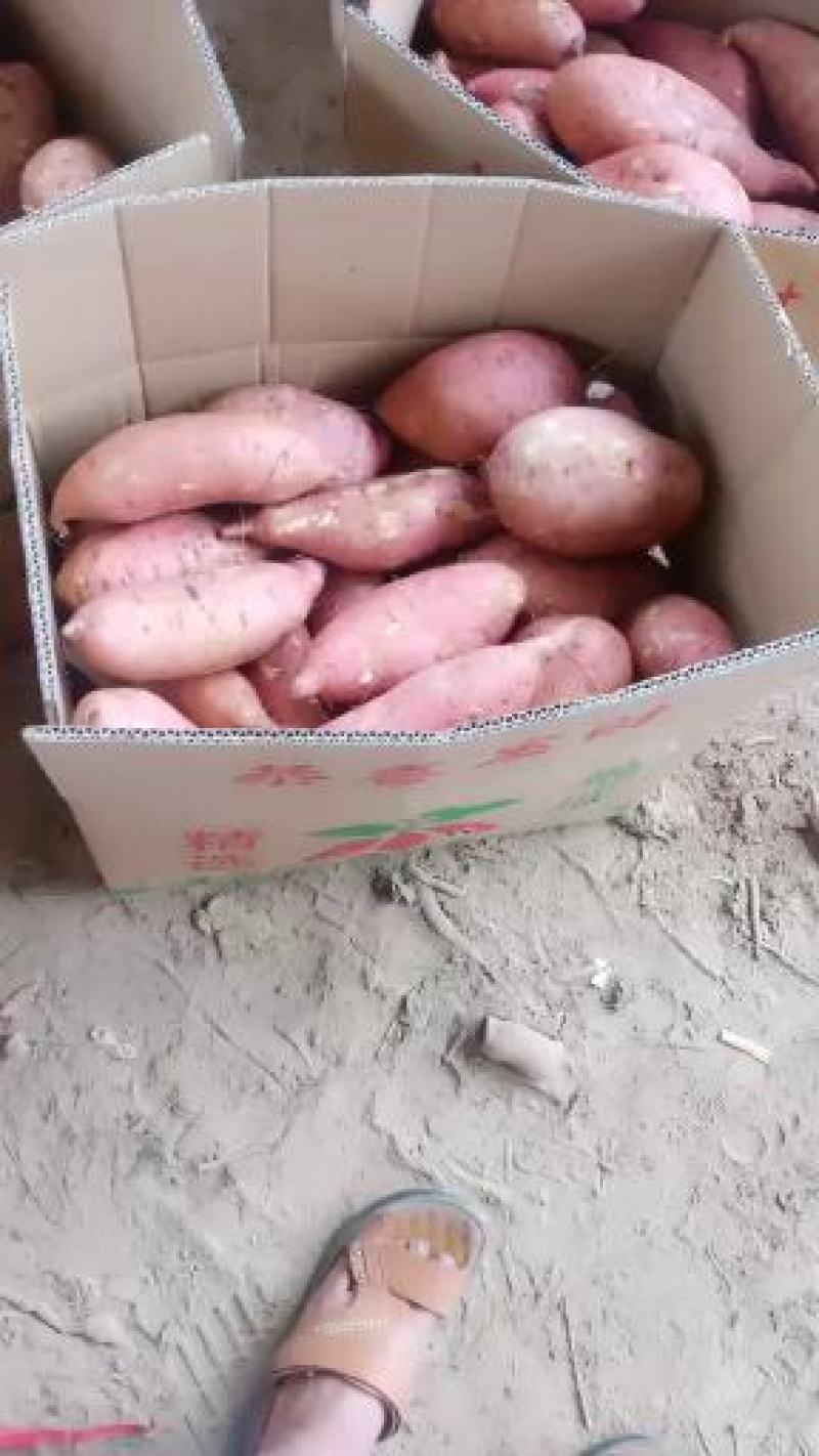 龙九红薯沙地货皮毛光滑无虫眼个头均匀市场走货快拼车都可以