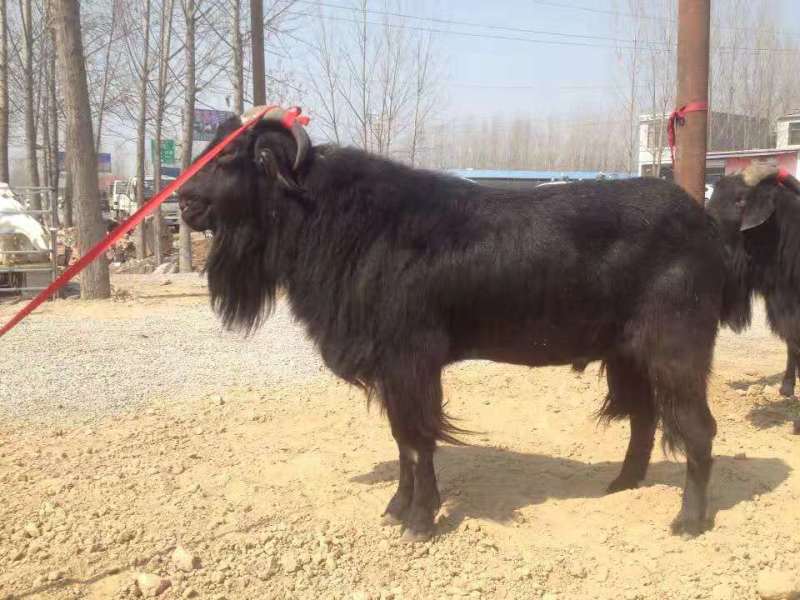黑山羊羊苗努比亚黑山羊种羊可现场自由选购养殖场直销。