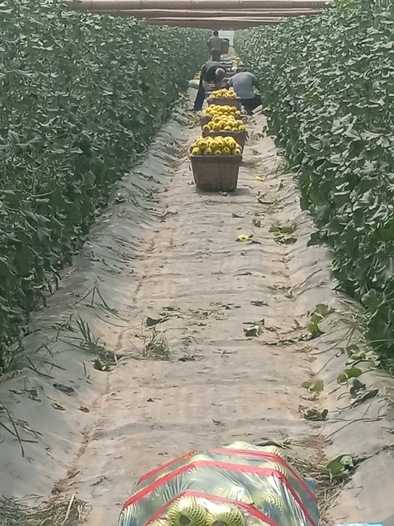【精品】山东万亩基地供货，博洋9甜瓜大量上市，保质保量
