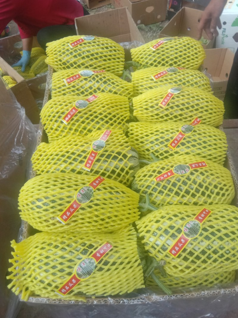 【精品】山东万亩基地供货，博洋9甜瓜大量上市，保质保量