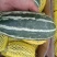 【精品】山东万亩基地供货，博洋9甜瓜大量上市，保质保量