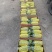 【精品】山东万亩基地供货，博洋9甜瓜大量上市，保质保量