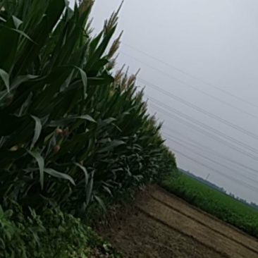 嫩玉米穗子个大爆满