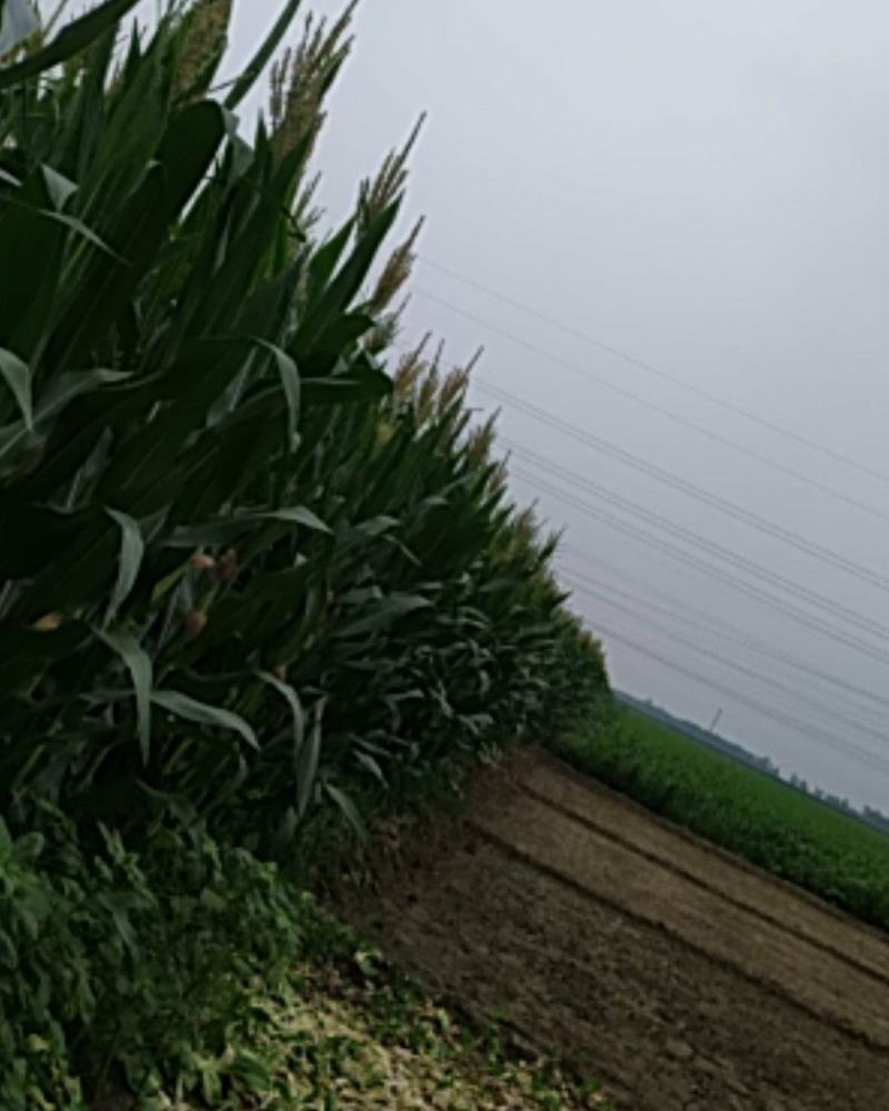 嫩玉米穗子个大爆满