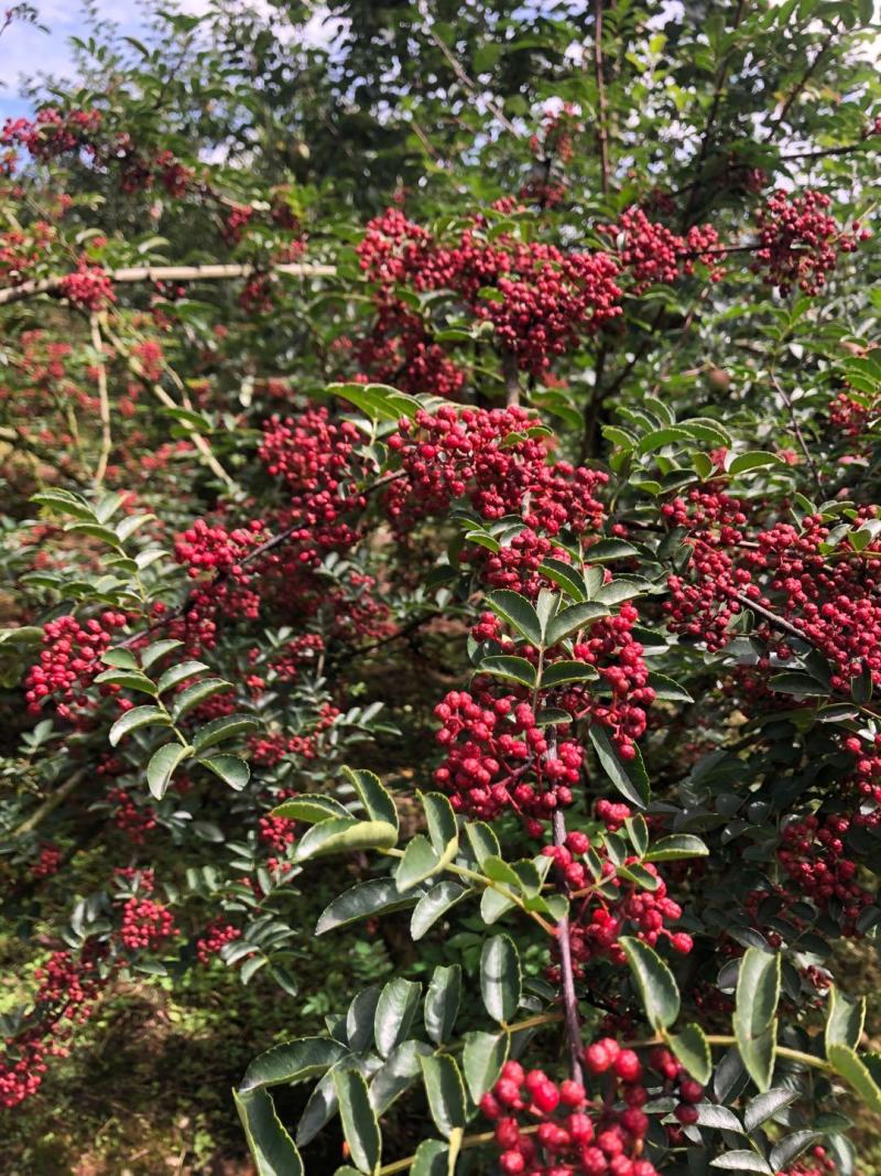 四川汉源干花椒特级贡椒产地直销一手货源可视频看货