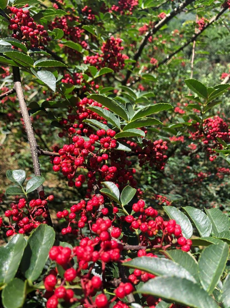 四川汉源干花椒特级贡椒产地直销一手货源可视频看货