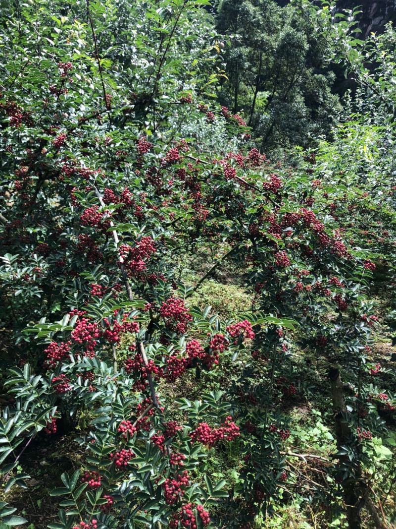 四川汉源干花椒特级贡椒产地直销一手货源可视频看货